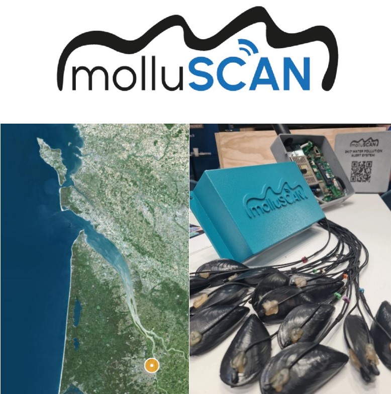 mollusques connectés